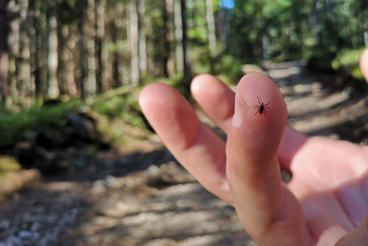 a tick on a person's finger - keep ticks out of your yard