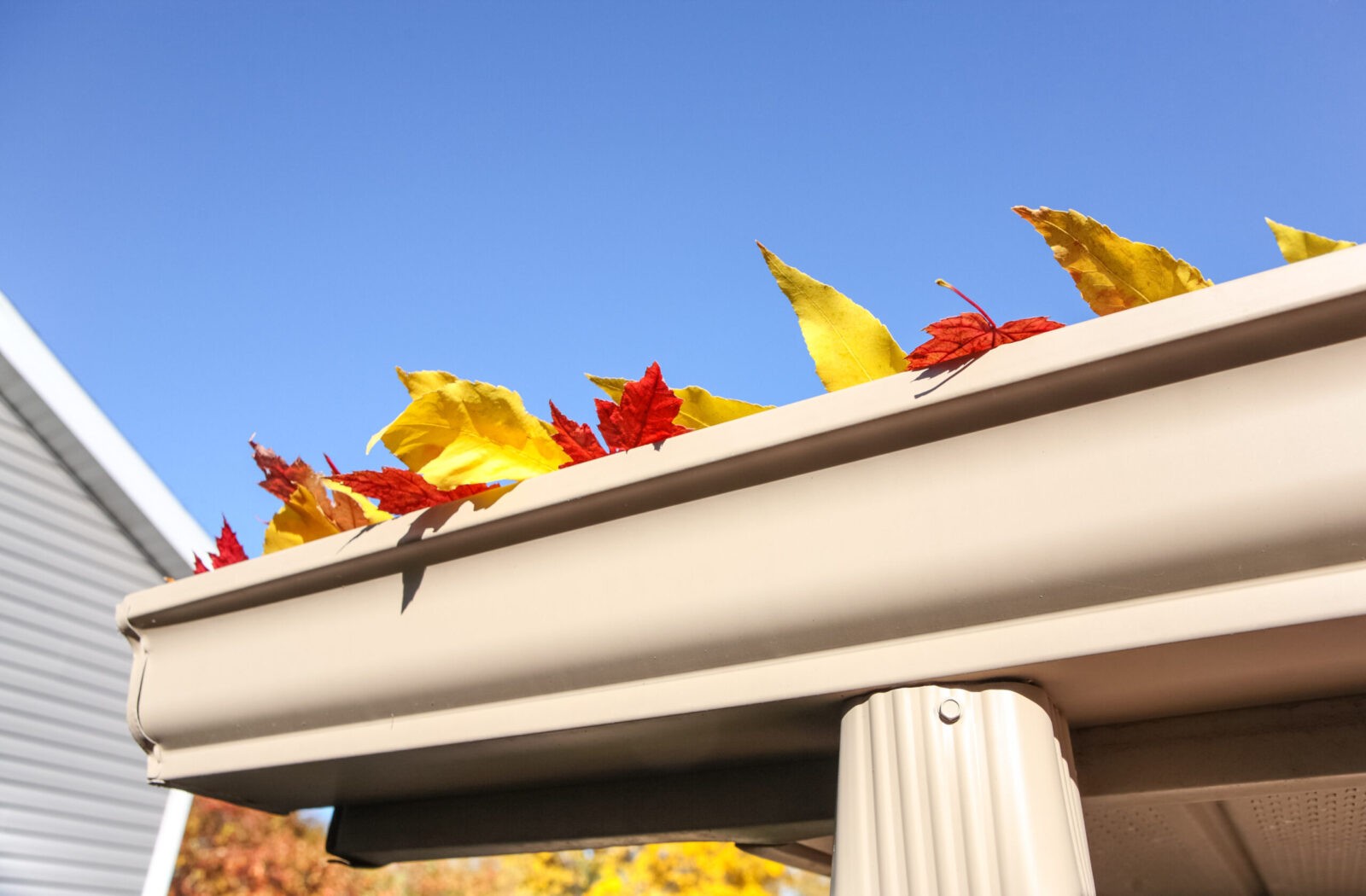 fall colored leaves sticking out of a gutter