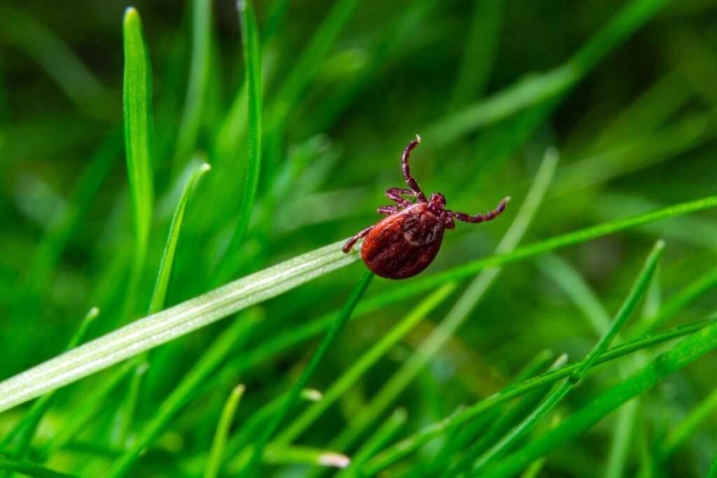 red tick on blade of grass