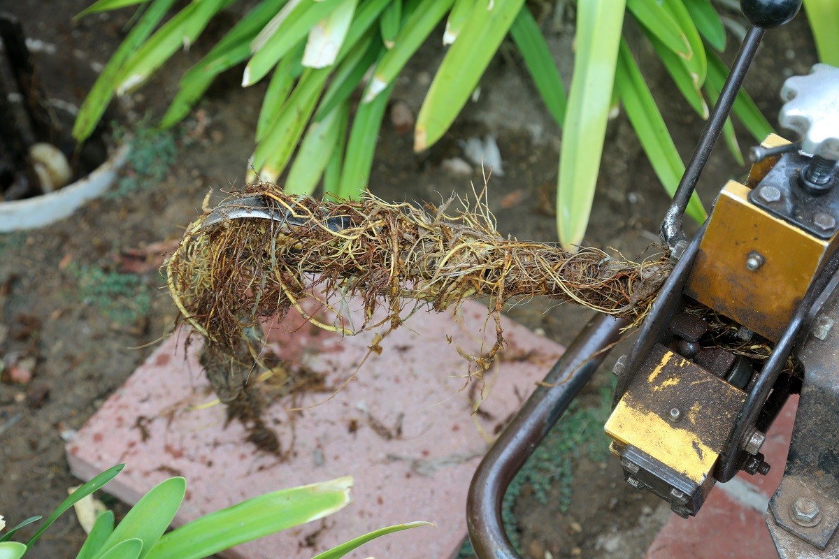 roots being removed from the drain