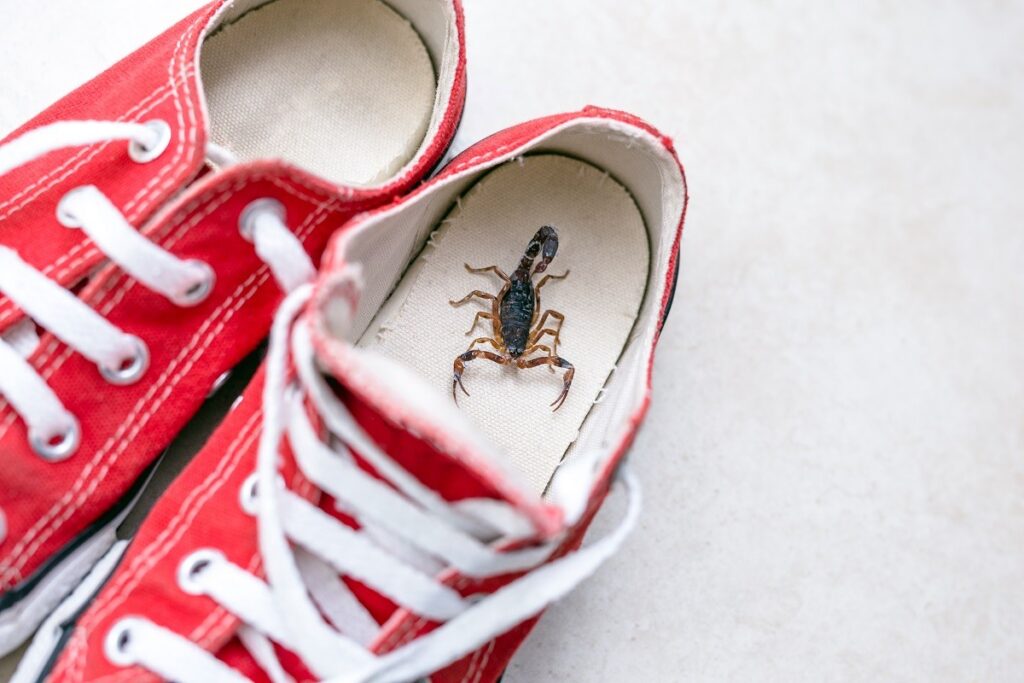 scorpion in a red shoe
