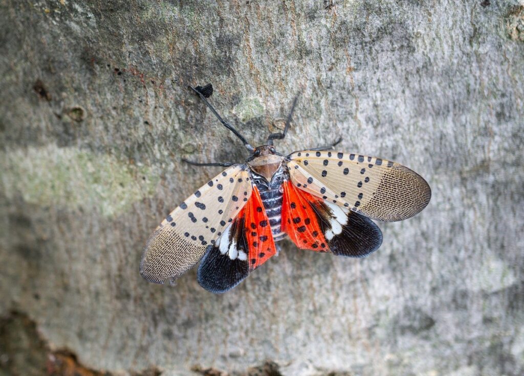 a spotted lanternfly on a tree trunk