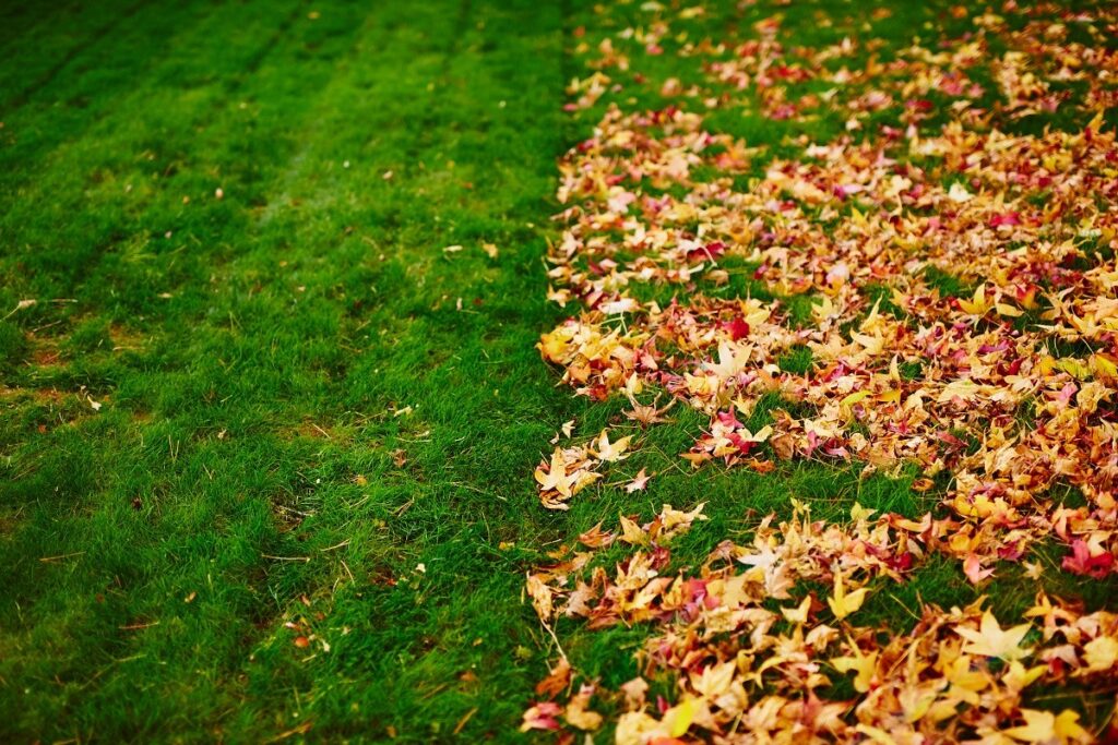 half a green lawn with leaves on it before mowing fall lawn care important tips