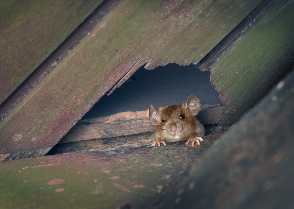 mouse poking head out of hole in the wall