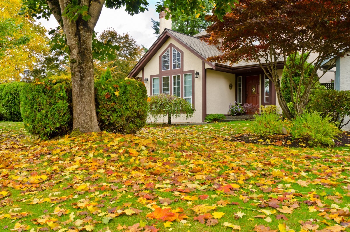 beige house with brown trim situated in a yard with leaves on the ground and a big tree in front