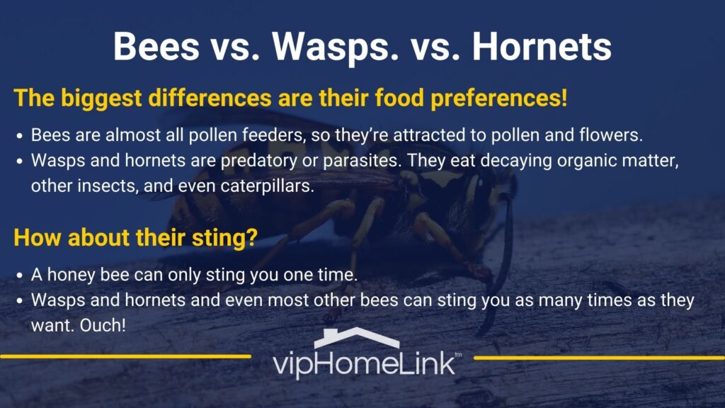 Bees vs. Wasps vs. Hornets