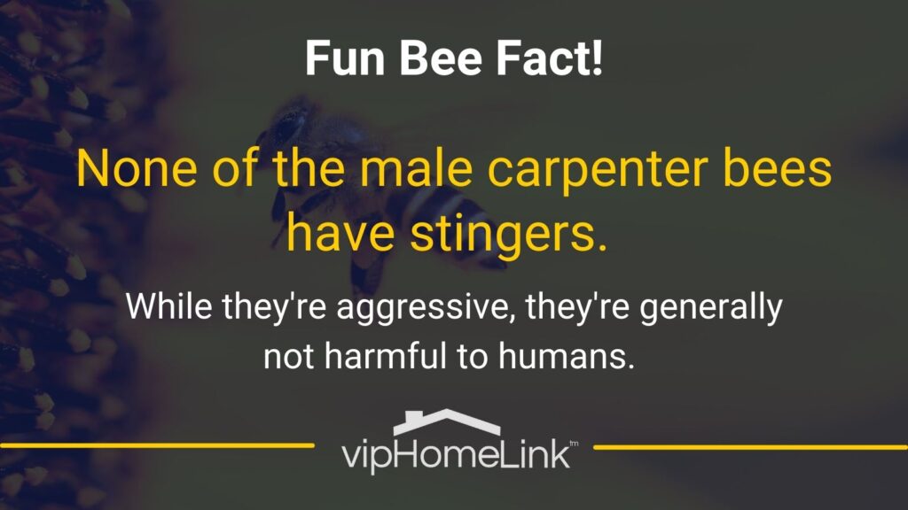 Fun Bee Fact - None of the male carpenter bees have stingers