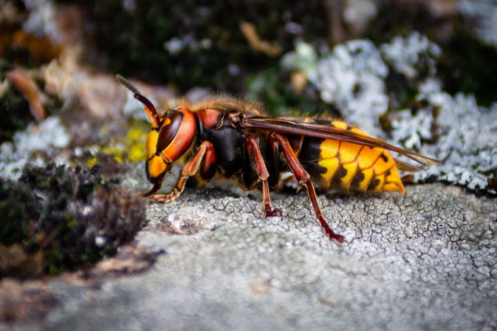 Picture of a murder hornet